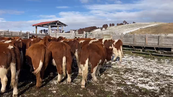 Lote 45 Novillo Engorda en Coyhaique, XI Región Aysén