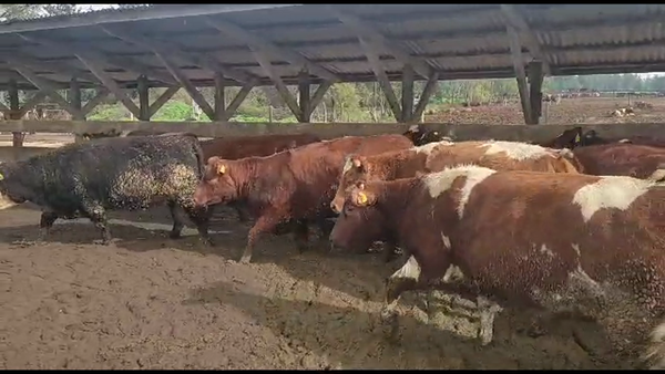Lote 20 Vaquilla Gorda en Los Ángeles, VIII Región Biobío