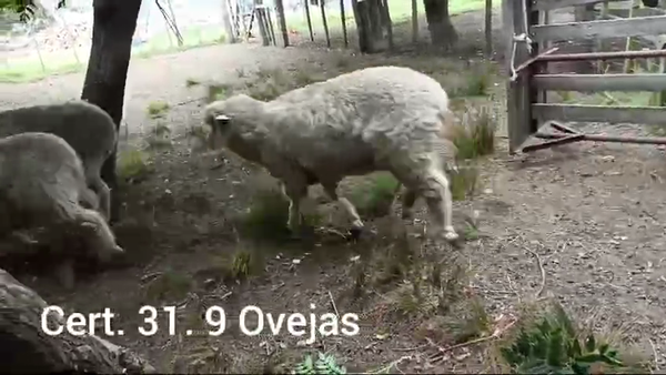Lote OVEJAS
