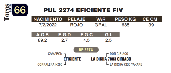 Lote LOTE 66