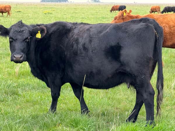 Lote 70 Vacas medio uso C/ gtia de preñez en Buenos Aires, Gral. Madariaga
