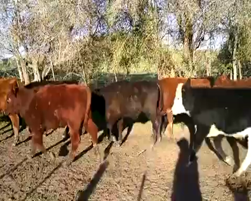 Lote 34 Terneros en Chascomús, Buenos Aires