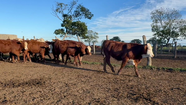 Lote 70 Terneros