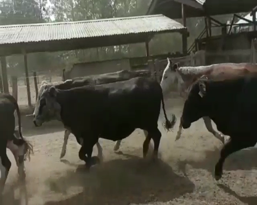 Lote 65 Vacas medio uso C/ gtia de preñez en Berón de Astrada, Corrientes
