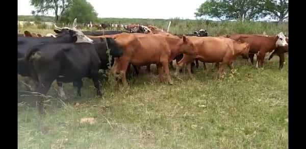 Lote 30 Vacas de invernar en Entre Ríos, Rosario del Tala