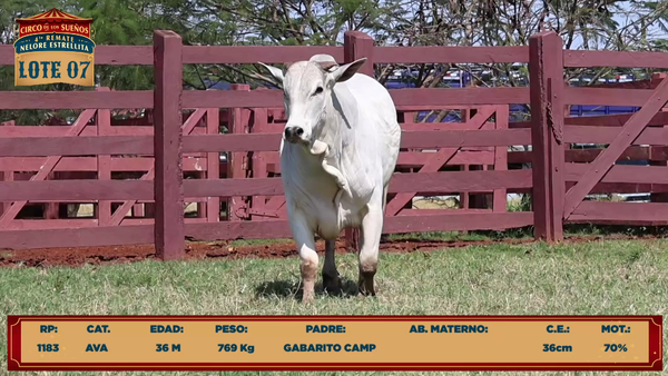 Lote LOTE 7