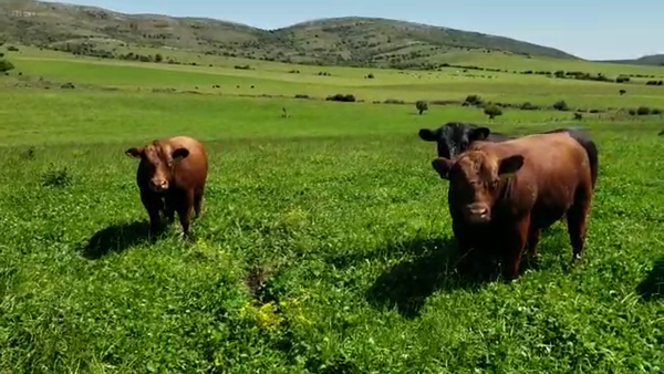 Lote TOROS MANCHEGA