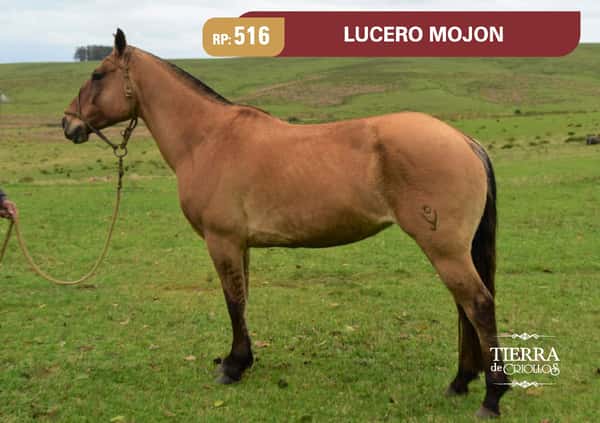Lote RP 516 - LUCERO MOJON - EL MOJON