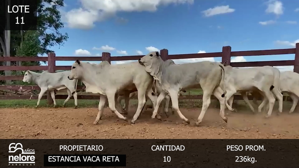 Lote LOTE 11