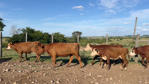 Lote TERNERAS