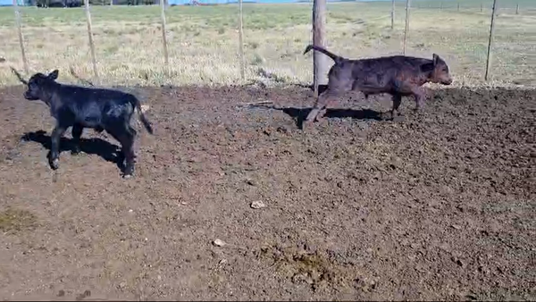 Lote 50 Vacas Nuevas PC C/Cria en Tres Arroyos