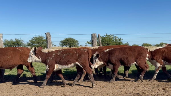 Lote 80 Terneros