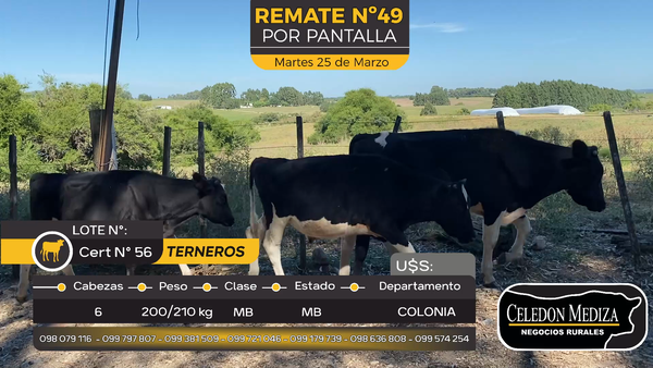 Lote 6 Terneros en Paso Antolín, Colonia