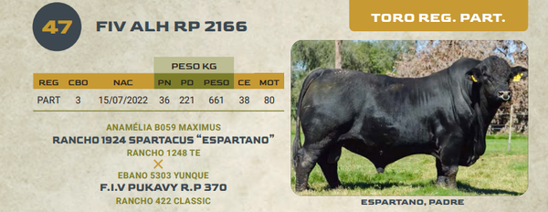 Lote LOTE 47