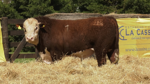 Lote TOROS P. HEREFORD PURO REGISTRADO