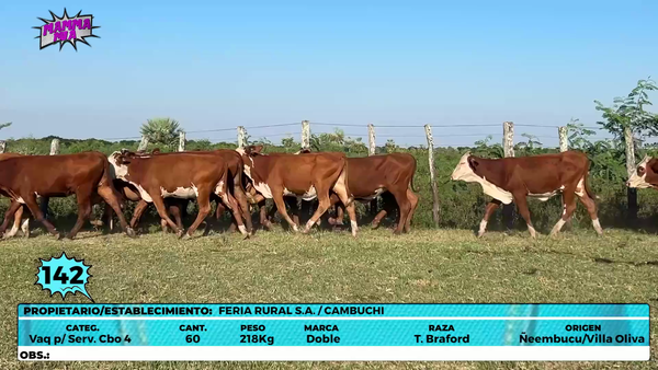 Lote LOTE 142