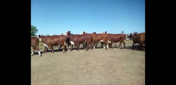 Lote 47 Vacas nuevas Preñadas en Curuzú-Cuatiá, Corrientes