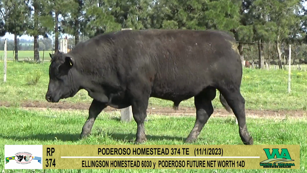 Lote Toros Angus a remate en Cabaña La Poderosa, Florida