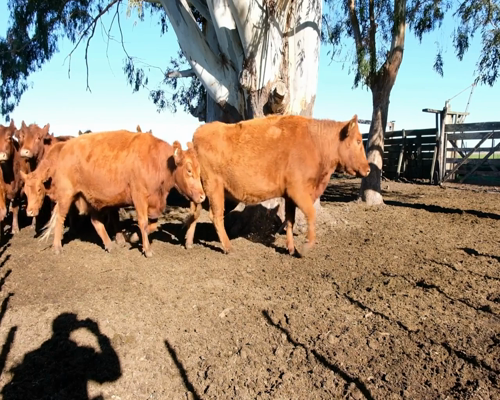 Lote Vacas de 3ra paricion, Madres Angus Seleccionadas, en Olavarria, PBA.-