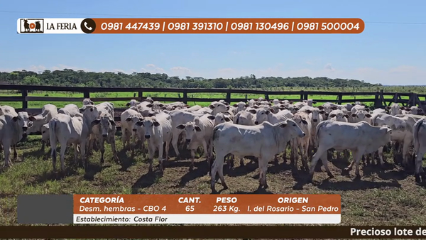 Lote 