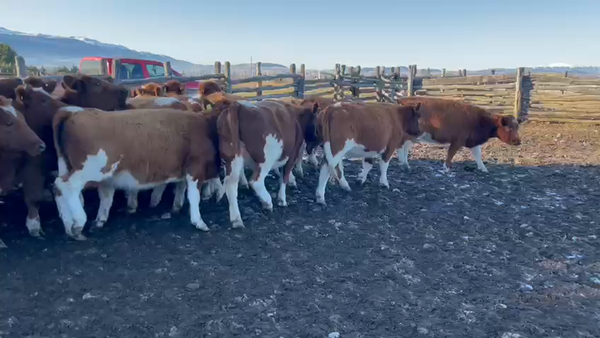 Lote 55 Vaquilla Engorda en Coyhaique, XI Región Aysén