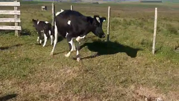 Lote Vaquillonas 1 a 2 años HOLANDO a remate en PANTALLA VIRTUAL - ESCRITORIO CAMY - LA CUENCA 400kg - , San José