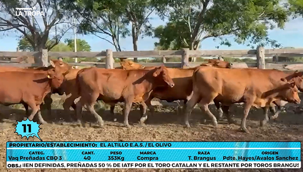 Lote LOTE 11