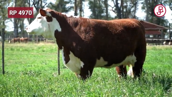 Lote VAQUILLONAS PREÑADAS PURAS DE PEDIGREE POLLED HEREFORD