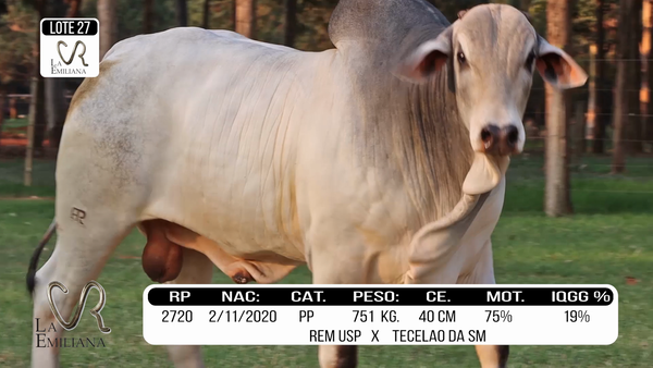 Lote LOTE 27