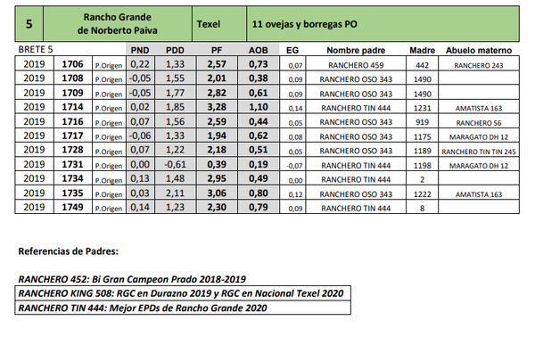Lote 15 ovejas y borregas PO