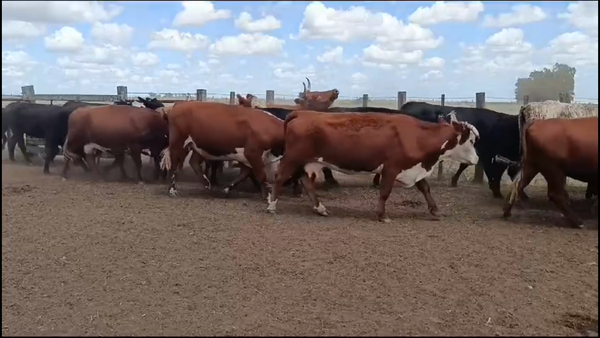 Lote 35 Vacas preñadas en Chapicuy, Paysandú