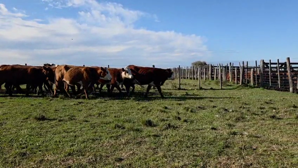 Lote 22 Vaquillonas C/ gtia de preñez