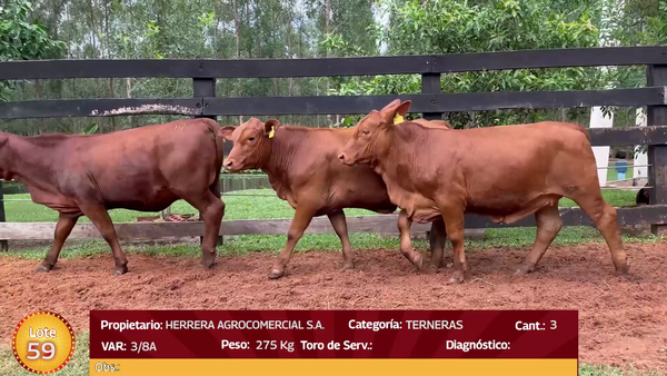 Lote LOTE  59 - EN VIVO