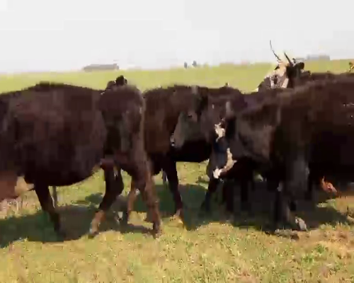 Lote 39 Vacas medio uso C/ cria en Salazar, Buenos Aires