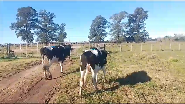 Lote Vacas de Invernada Holando a remate en Pantalla Camy  580kg -  en Zunin