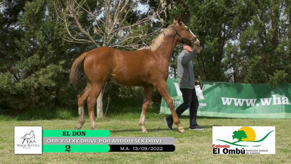 Lote EL DON