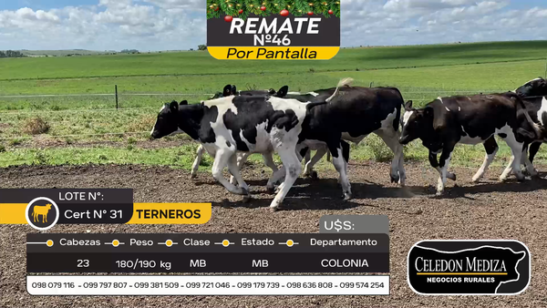 Lote 23 Terneros en La Horqueta, Colonia