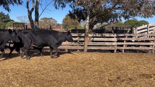 Lote VACA DE INVERNADA