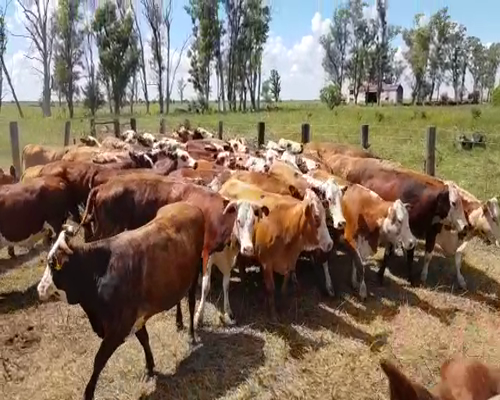 Lote 50 Vacas nuevas en San Justo, Santa Fe