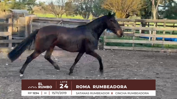 Lote ROMA RUMBEADORA