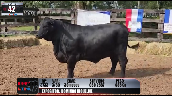 Lote Brangus a Campo Expo 2022 - Lote 42
