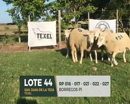 Lote Lote 44