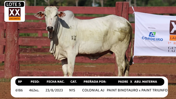 Lote LOTE 5