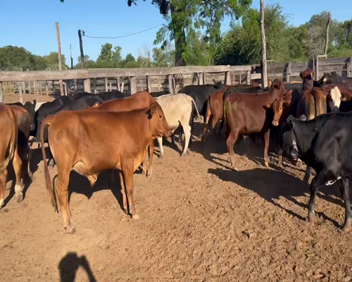 Lote 58 Novillitos en Juan José Castelli, Chaco