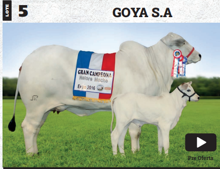 Lote LOTE 5- PREÑECES