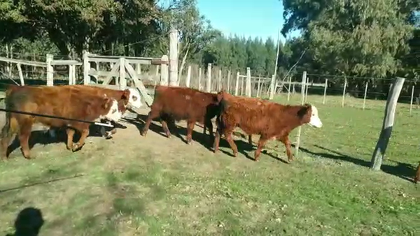 Lote TERNEROS