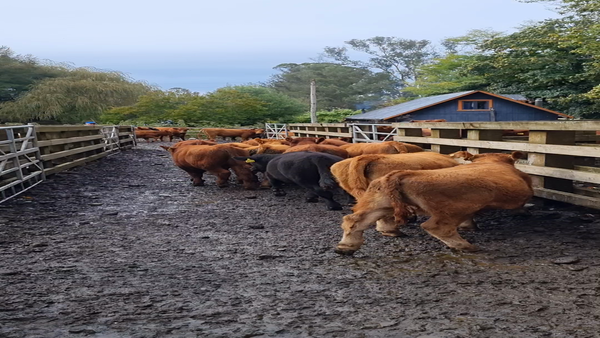 Lote 75 Ternero