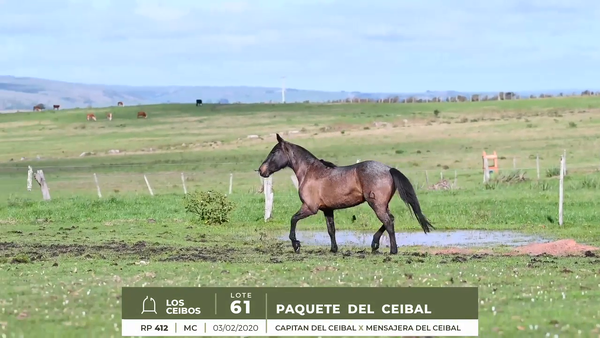 Lote PAQUETE DEL CEIBAL