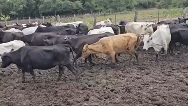 Lote 88 Vacas de invernar en Pirané, Formosa