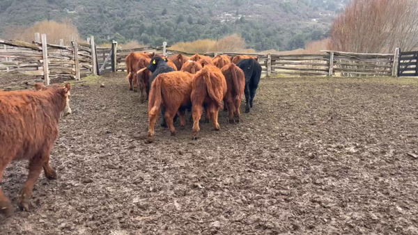 Lote 33 Ternero en Coyhaique, XI Región Aysén